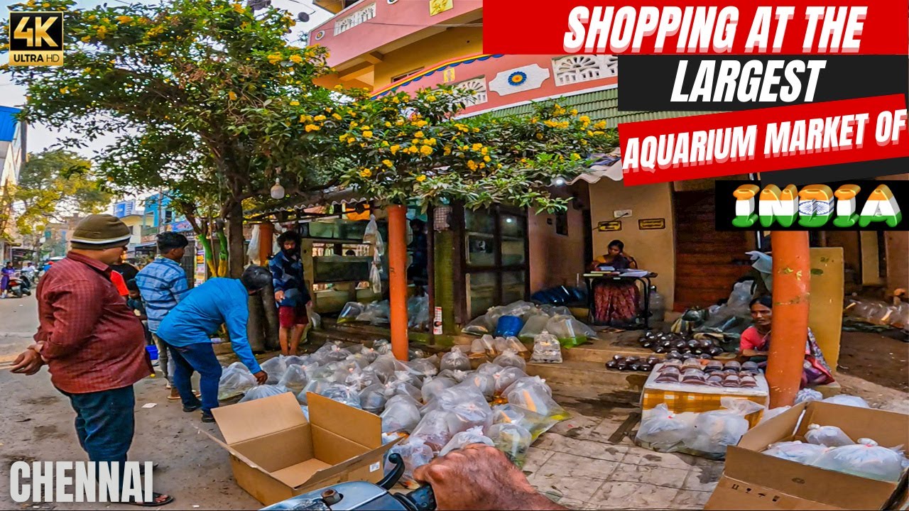 Shopping at the largest aquarium market of India | Kolathur Chennai தமிழ்நாடு 😀🔥 wholesale market
