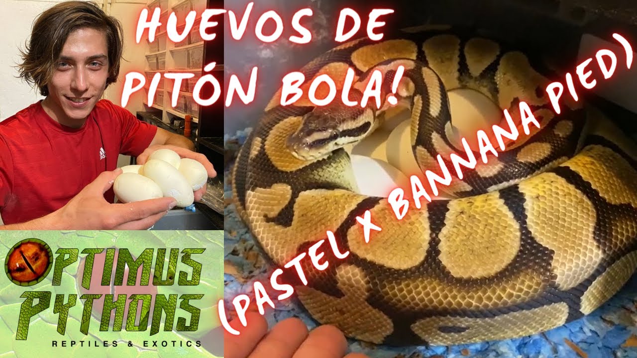 PITON BOLA! TIPS DE REPRODUCCIÓN Y PUESTA DE HUEVOS! (PYTHON REGIUS)