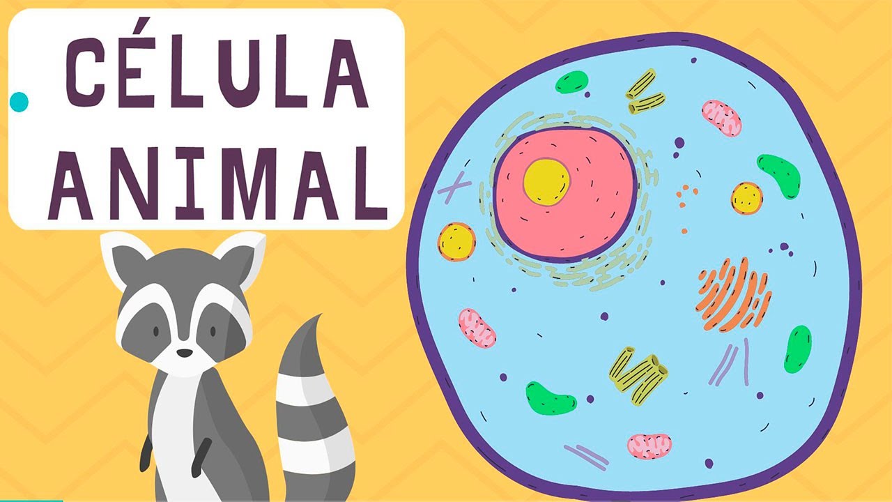La 🦠 CÉLULA ANIMAL 🧬 fácil | sus partes, posición y qué función tiene cada una | biología