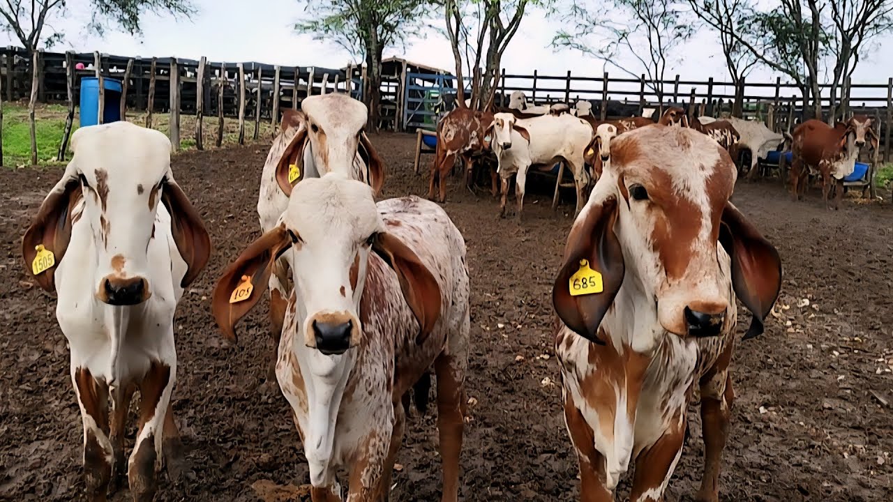 TOURINHOS GIR LEITEIRO | FEIRA DE GADO DE MONTE ALEGRE-SE