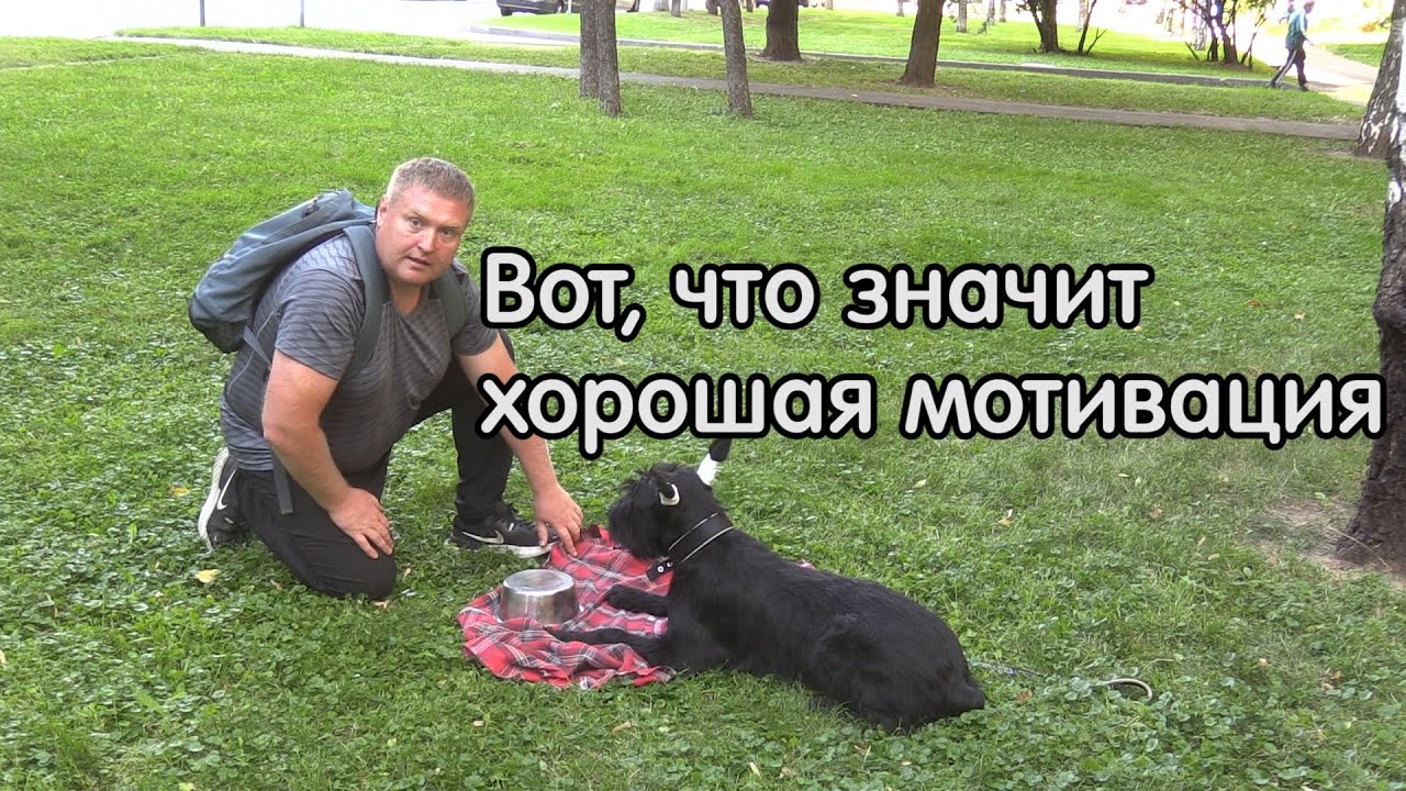 Пример хорошей мотивации и быстрого обучения, ризеншнауцер Гектор