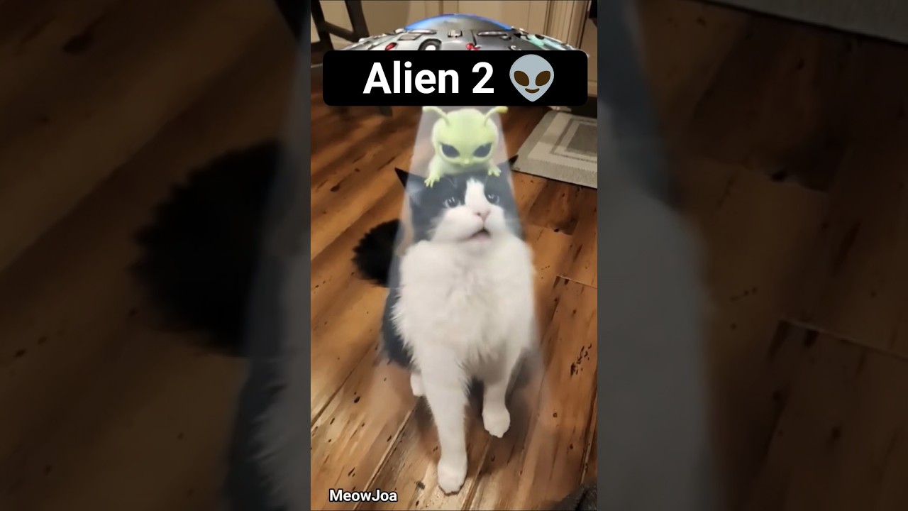 Alien 2: The Alien never left👽 #catshorts #alien #landing