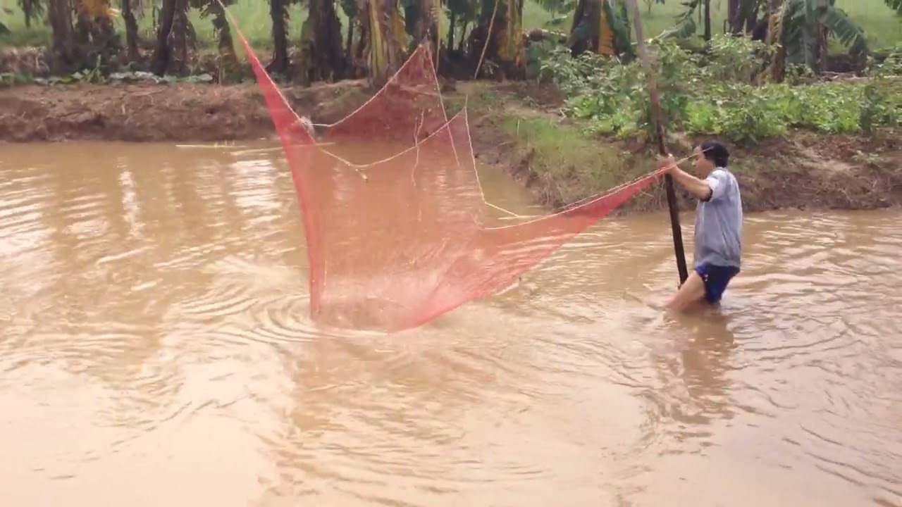 Bác Luật