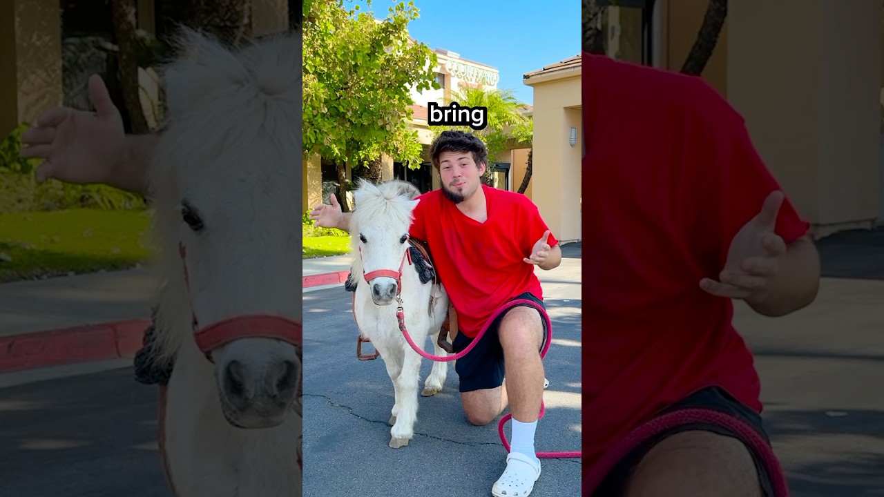 I Brought A Pony To a Pet Friendly Hotel!