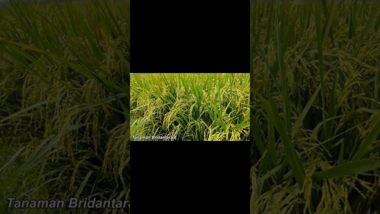 Padi Hibrida Bridantara 8 🌾