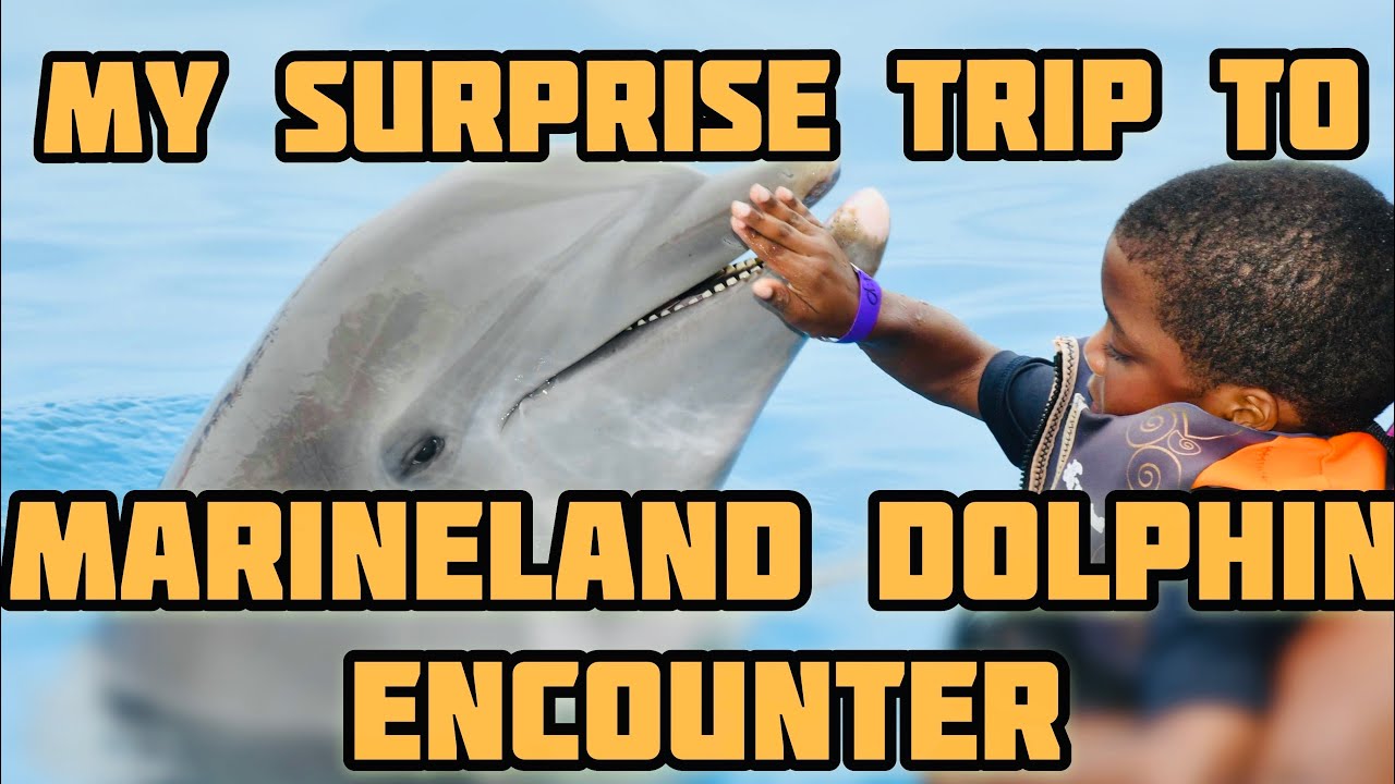 My Surprise Trip To Marineland Dolphin Encounter