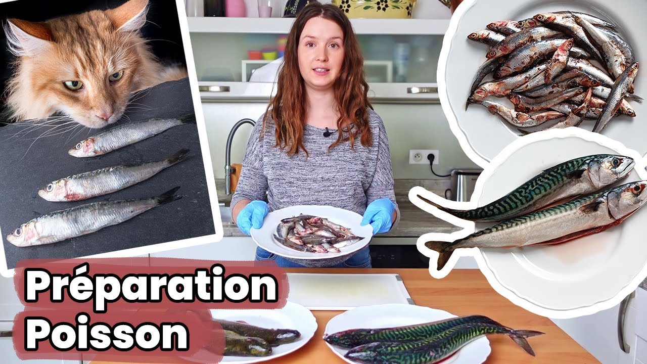Comment je prépare le poisson pour l’alimentation maison de mes chats ! | Raw Feeding | BARF