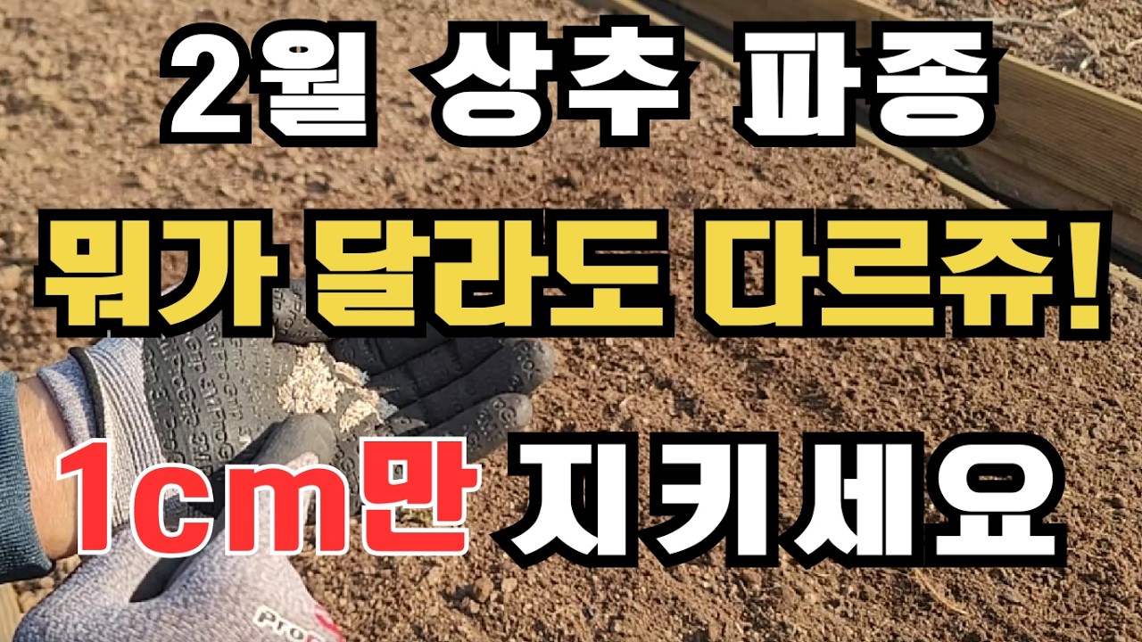 [520] 2월 상추 파종, 그냥 뿌리지 마세요!  1달 먼저 수확하는 1cm의 비밀(꽃상추/적축면)