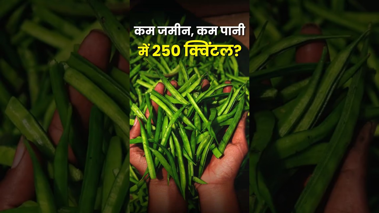 गवार की खेती कैसे करें? कम लागत में ज्यादा मुनाफा! 🌱💰 | Gawar ki kheti | Guar farming |  AgroStar
