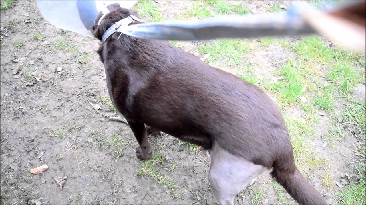 Dog ( Bubbles ) ACL Surgery Recovery Day 3-4