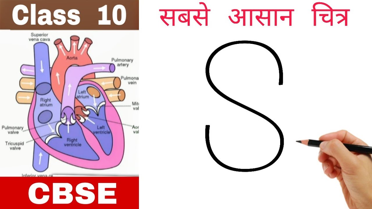 S letter turns into Human Heart Diagram drawing class 10 CBSE #cbse #class10