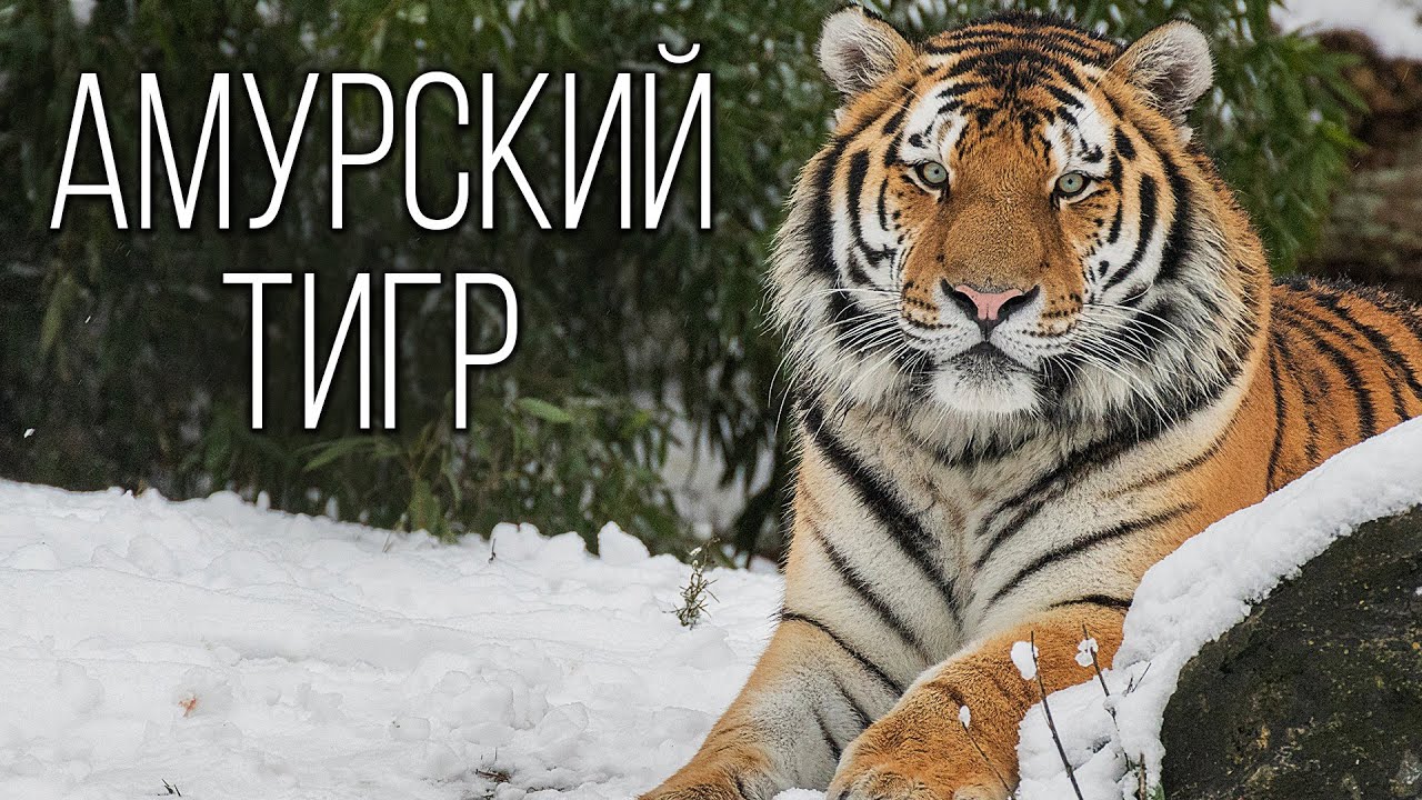 Амурский Тигр: Могучий Хозяин Тайги | Интересные факты про тигров