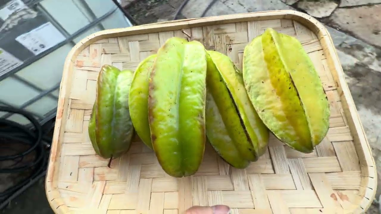 CÂY KHẾ BỊ MÙA ĐÔNG LÀM ĐÔNG ĐÁ🫣