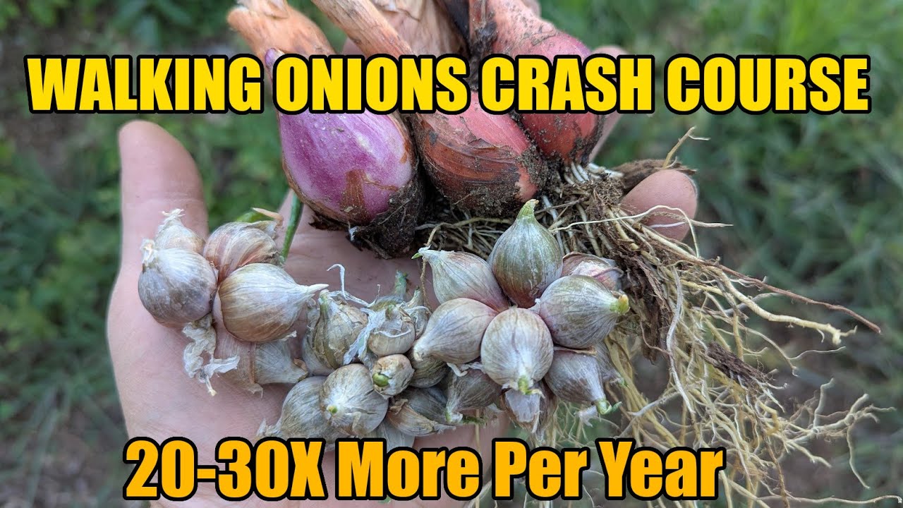 Walking onion 101,  Grow a ton of onions, easily every year.