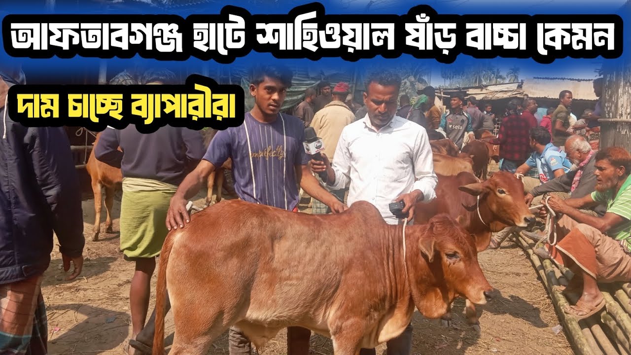 ১ফেব্রুয়ারি ২০২৬| ভলো জাতমানের শাহিওয়াল বাচ্চা আফতাবগঞ্জ হাটে কেমন দামে বিক্রি হচ্ছে দেখেন!