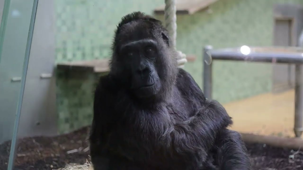 Oma Gorilla Fatou aus Zoo Berlin 24.2.2022