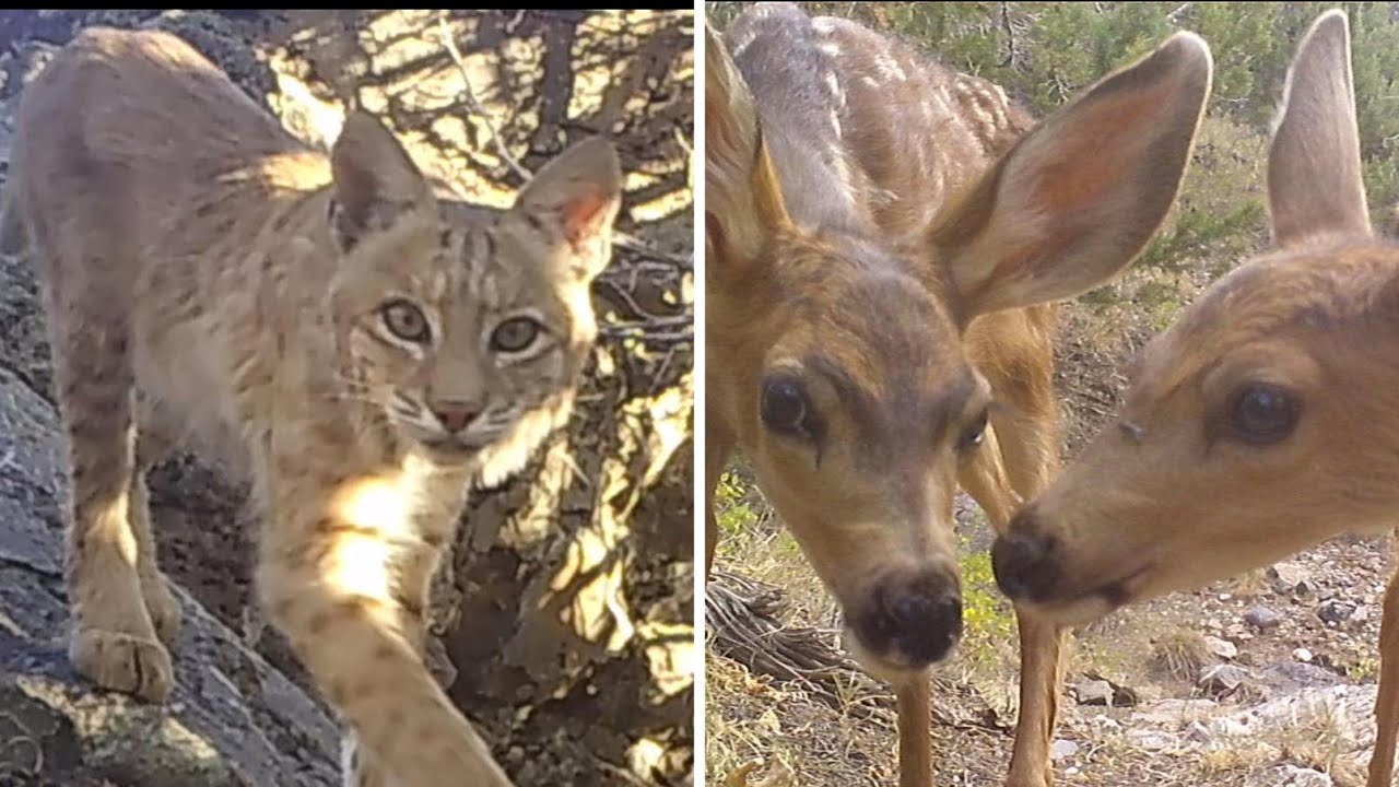 Wild Animals   West Desert Mountain Range Utah July 2025