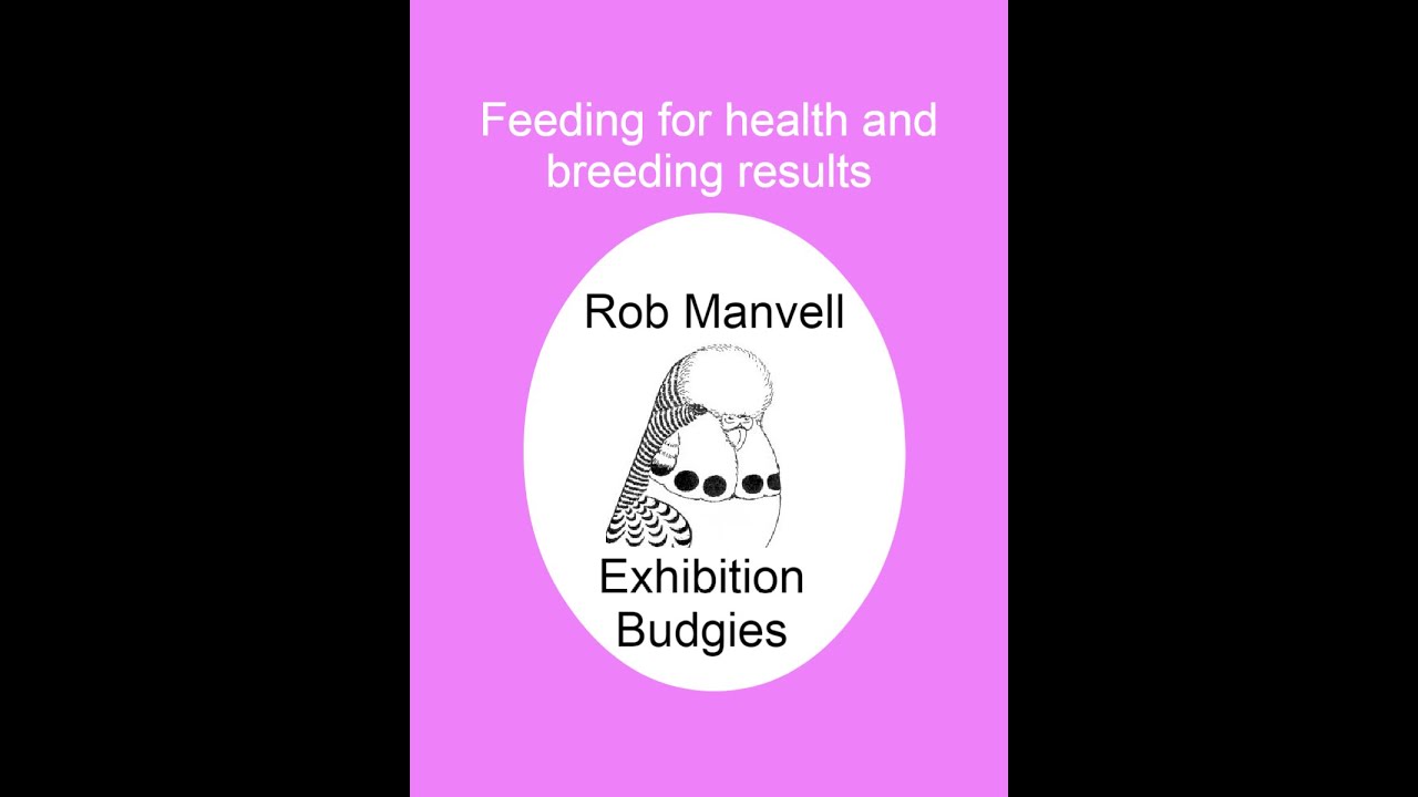Manvell Budgies Feeding