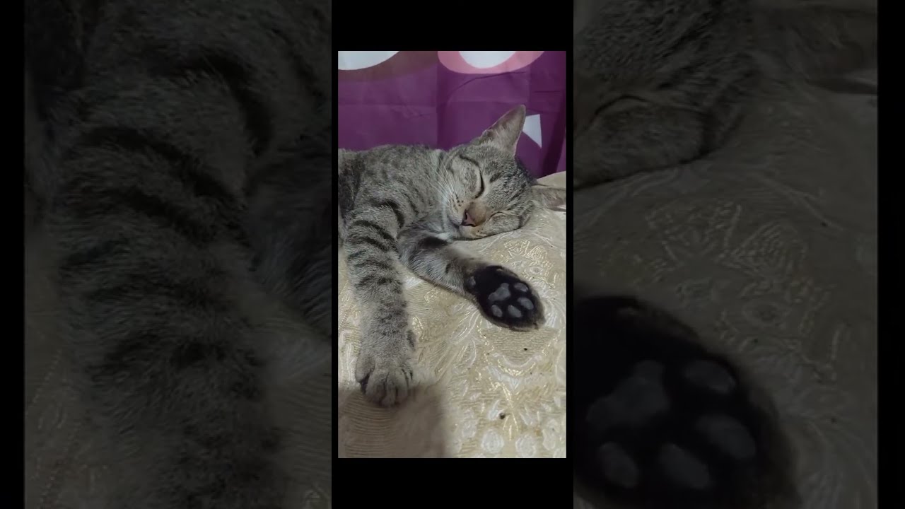 Cat and Kitten Milk Time_ for WH. TYSM