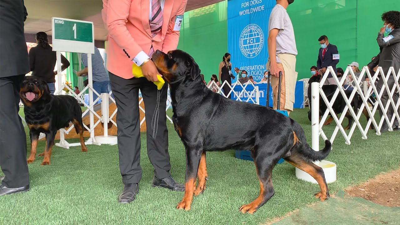 Los mejores perros con Pedigree Todas las razas 💪