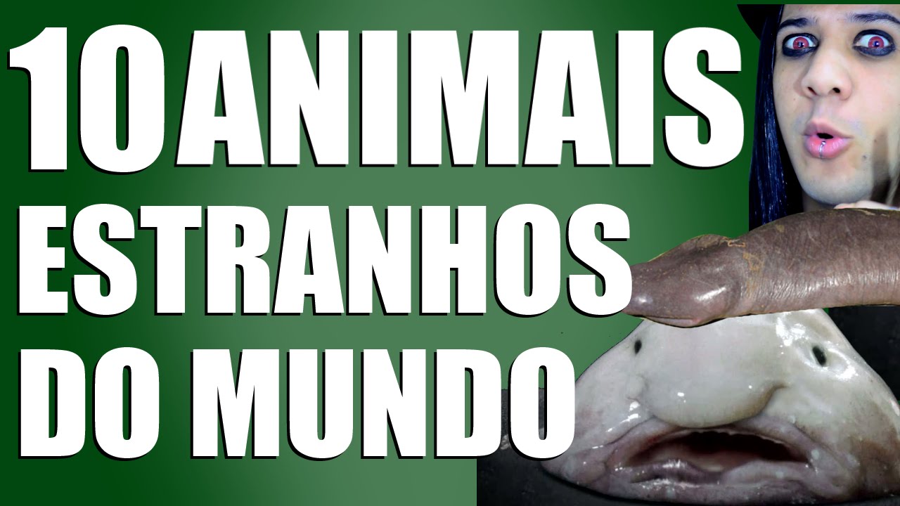 10 ANIMAIS ESTRANHOS DO MUNDO | MUNDO BIZARRO
