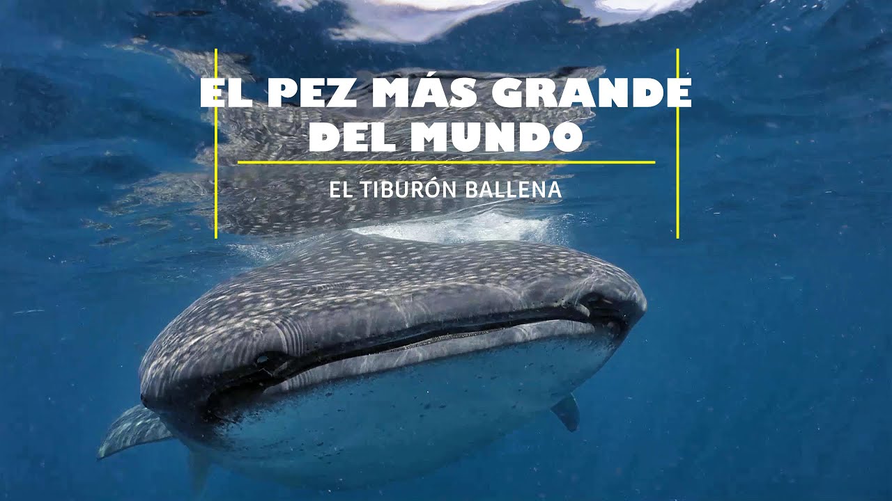 EL PEZ MÁS GRANDE DEL MUNDO: EL TIBURÓN BALLENA