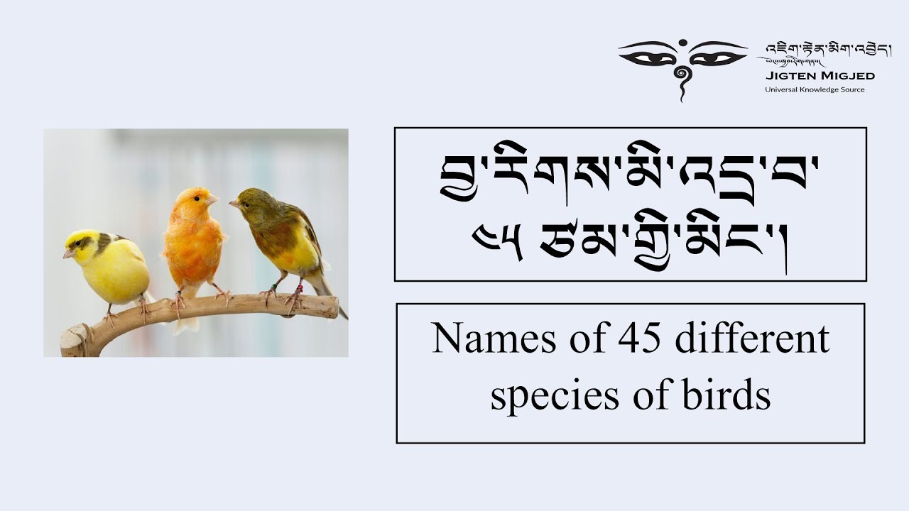 NAME OF BIRDS (TIBETAN - ENGLISH)