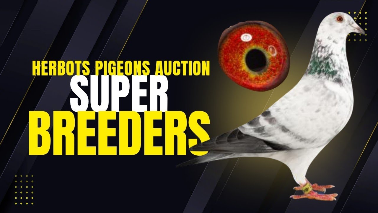 Four Super Breeder Racing Pigeons For Sale In Herbots Pigeons Auction | Porsche 911 | Mike Ganus