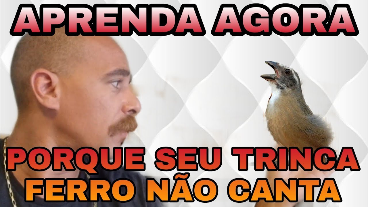APRENDA AGORA COMO FAZER SEU TRINCA FERRO CANTAR MUITO! (VIDEO AULA)