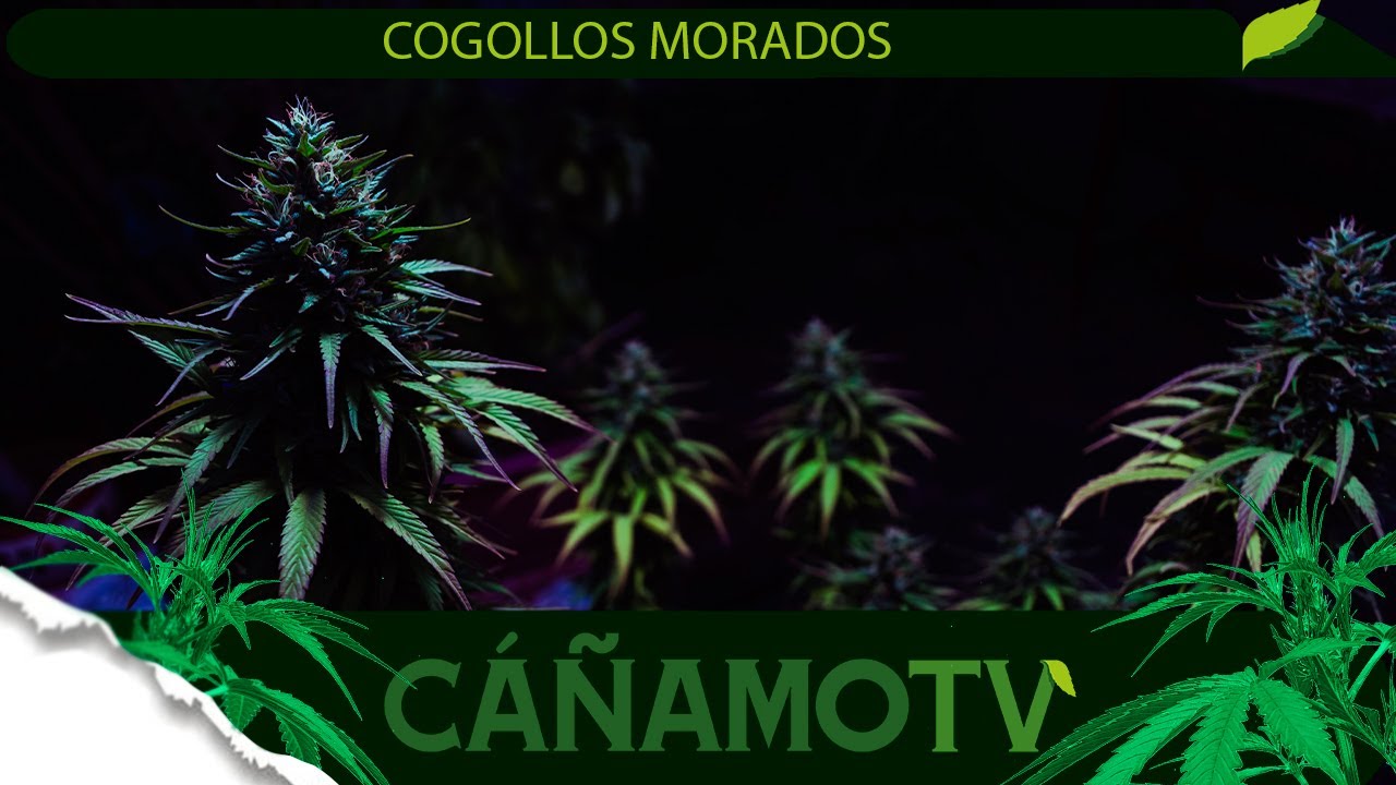 &iquest;C&oacute;mo puedes hacer COGOLLOS MORADOS? 💜  Mars Hydro FC-E4800