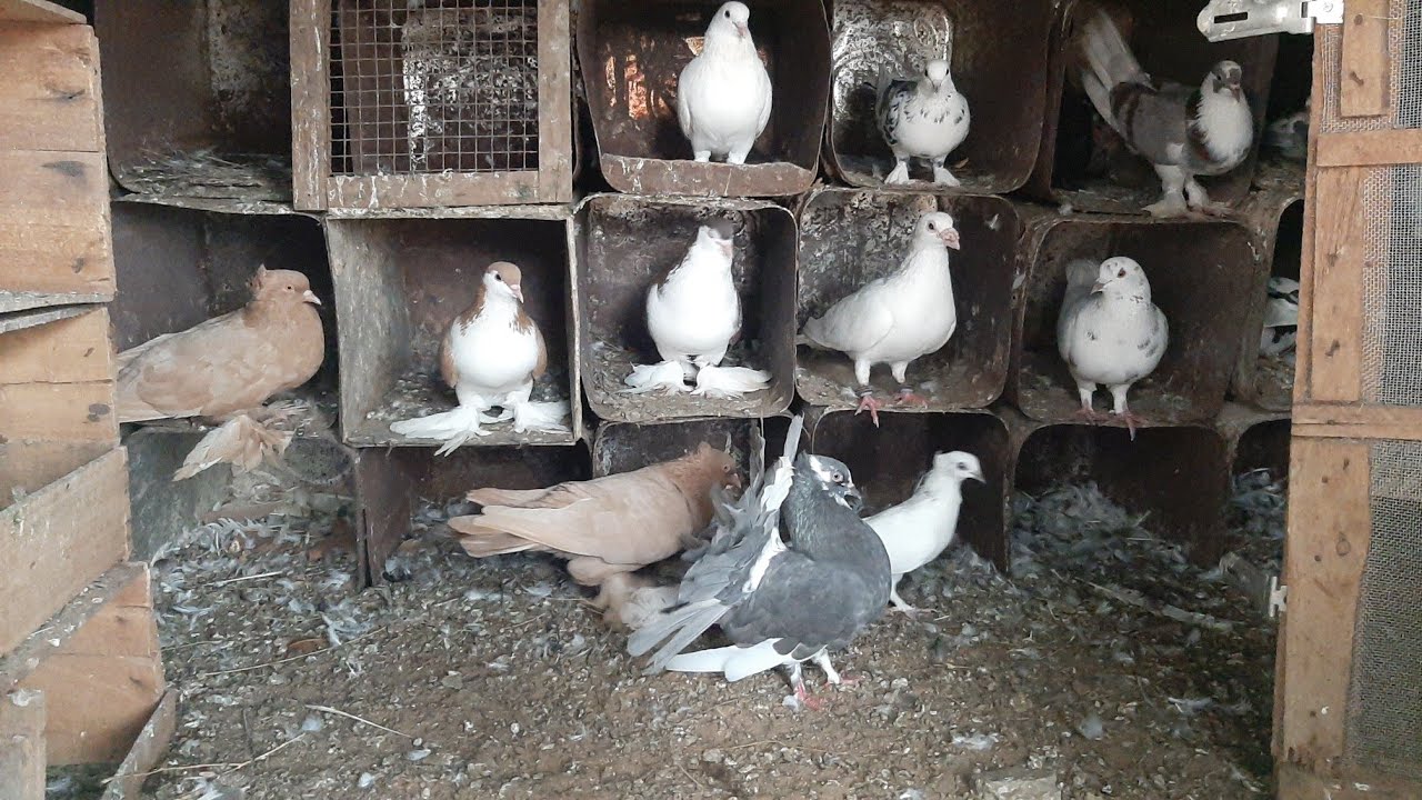 #Sirajikabutar Fancypigeon  Lalkabutar KalaFancypigeon  Fancypigeonfarm