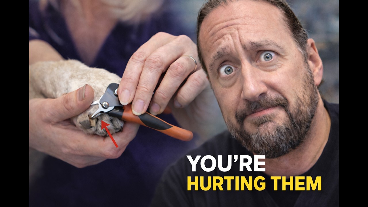 You&rsquo;re Hurting Your Pet&hellip; And Don&rsquo;t Even Realise It