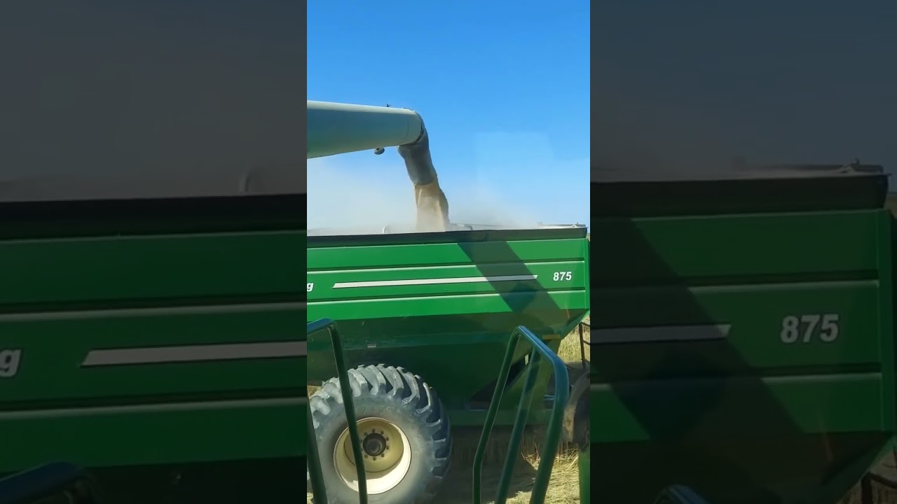 Rice harvest in Northeast Arkansas.  