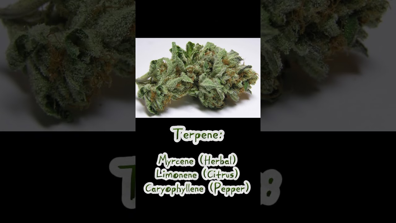 Traits of Ghost OG #crazystrainz #stonerfam #mmemberville  #compilation #shortvideo #fyp #stonerfam