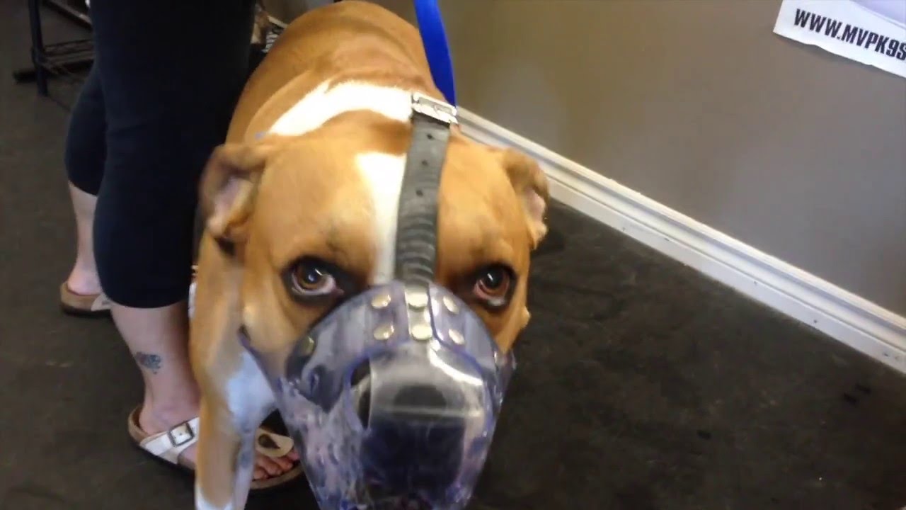 Attention Training a Fear Aggressive Dog With an E-Collar and Food