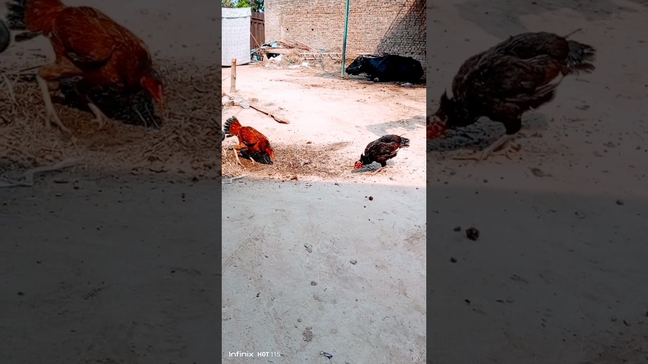 #mianwali vs#sindhi aseel#shorts #viral