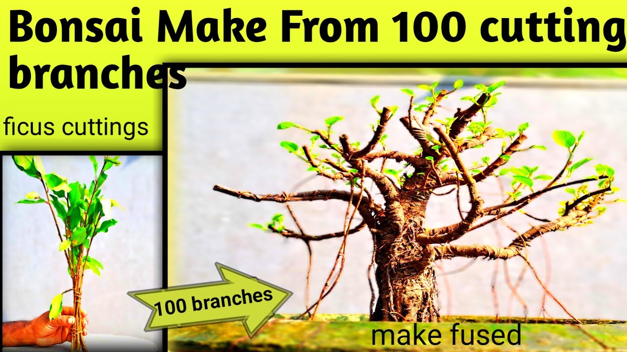 Bonsai Tree Make By Cutting Branches And Aerial Roots |  #janabonsai