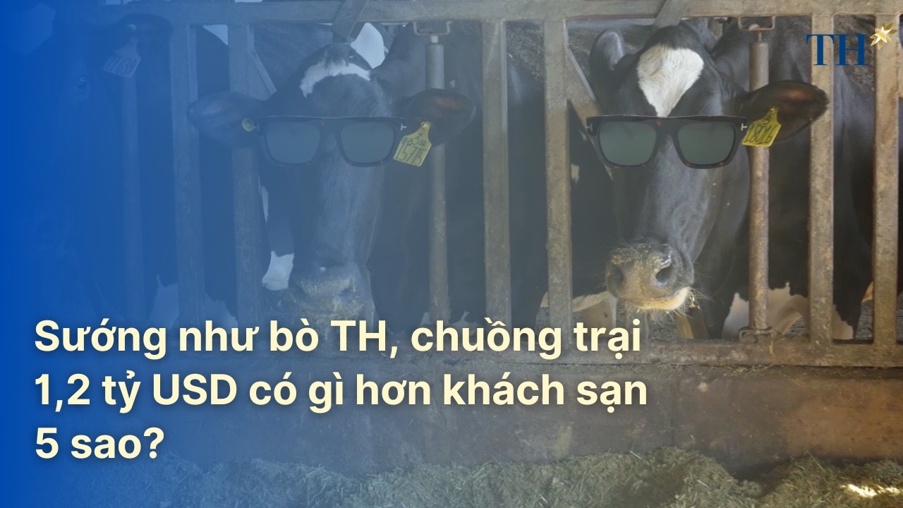 Sướng như bò TH, chuồng trại 1,2 tỷ USD có gì hơn khách sạn 5 sao? | TH Hạnh Phúc Đích Thực