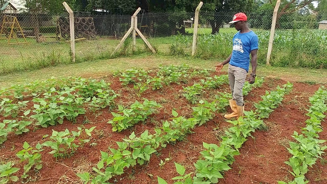 Farming God's Way Vs Conventional Farming at Amazima Farm