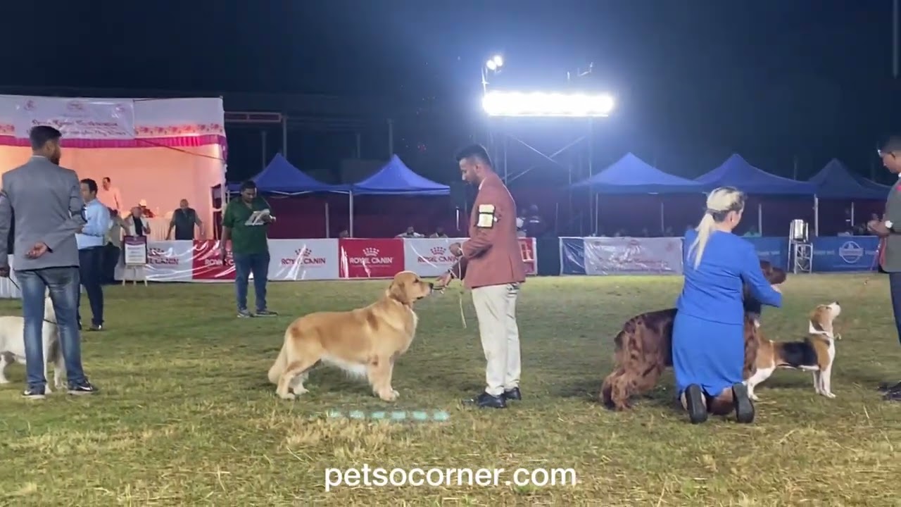 All Breed Championship Lineup | Dog Show In India | Pune Dog Show 2025 | Best In Show. Pkc Dog Show