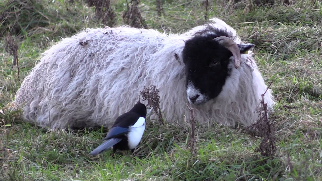 Short eared owl  Marsh harrier and Sparrowhawk Hunting