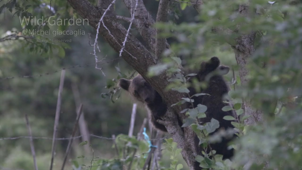 Amarena, the rarest bear on earth, Marsican Bear, the young Juan Carrito.