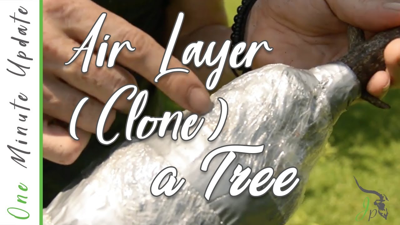 Air Layered Citrus Tree : 1 Minute Update