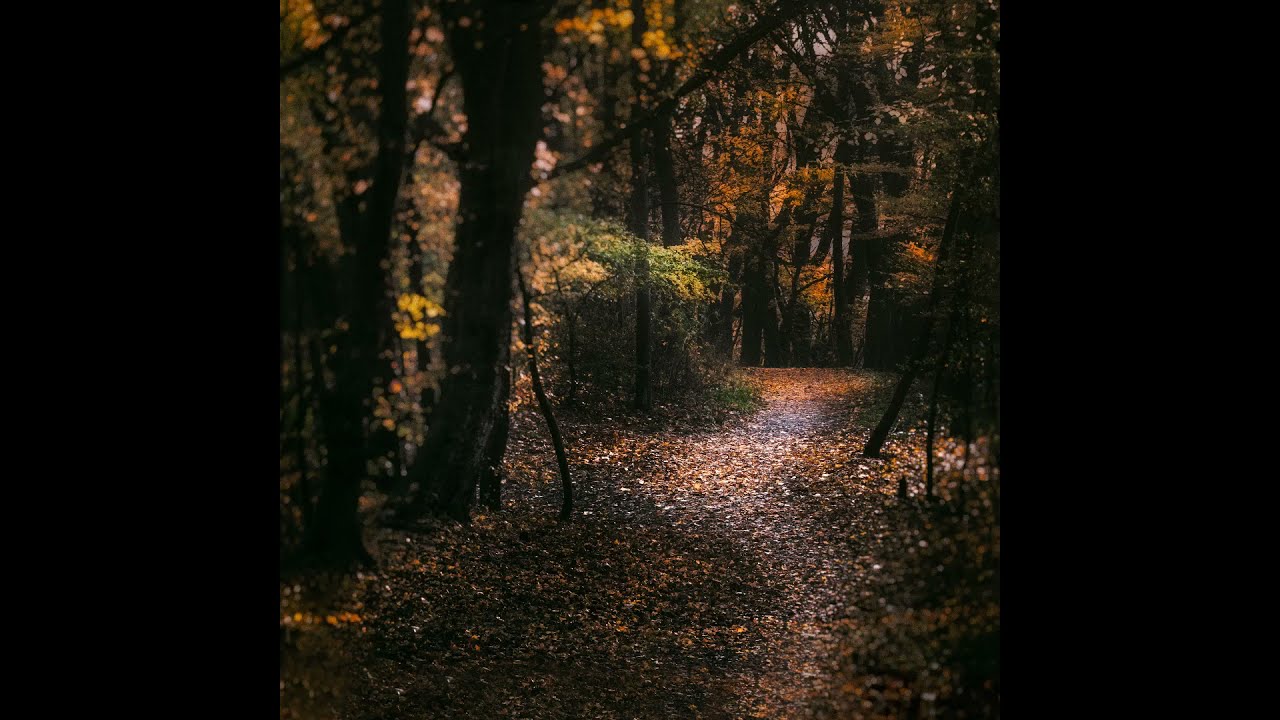 🌧 #ASMR Rain Nature Sounds 💗