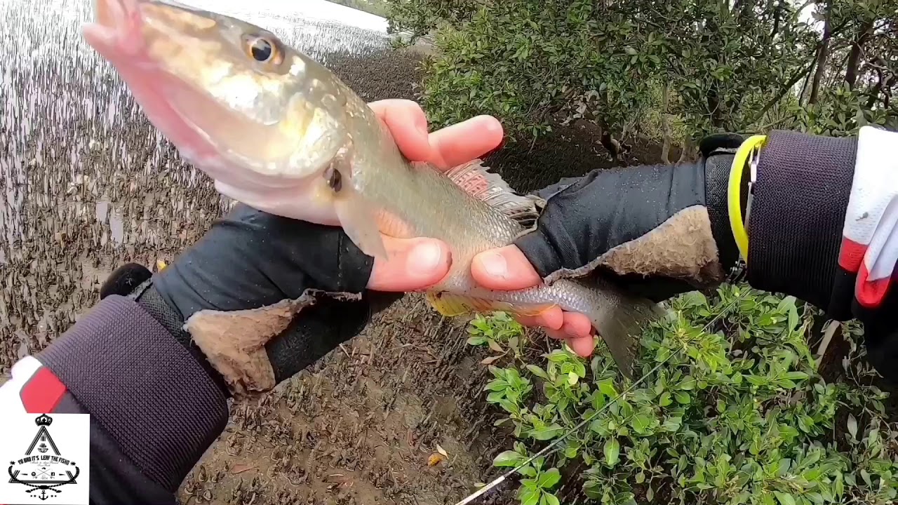Atomic topwater Techniques on the Brisbane waters of the Central Coast N.S.W Pt.1