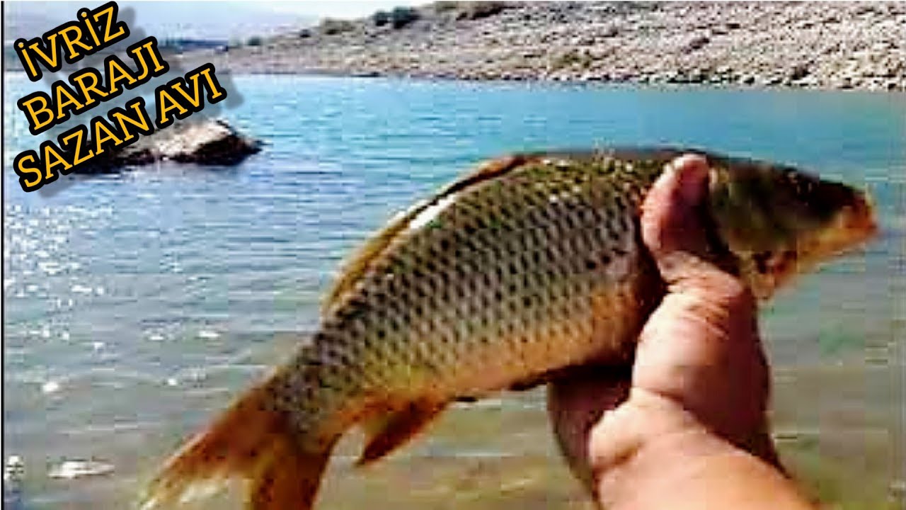 YENİ TAKIMLARLA SAZAN AVI (2024) #carpfishing #sazanbalığı #sazanavı