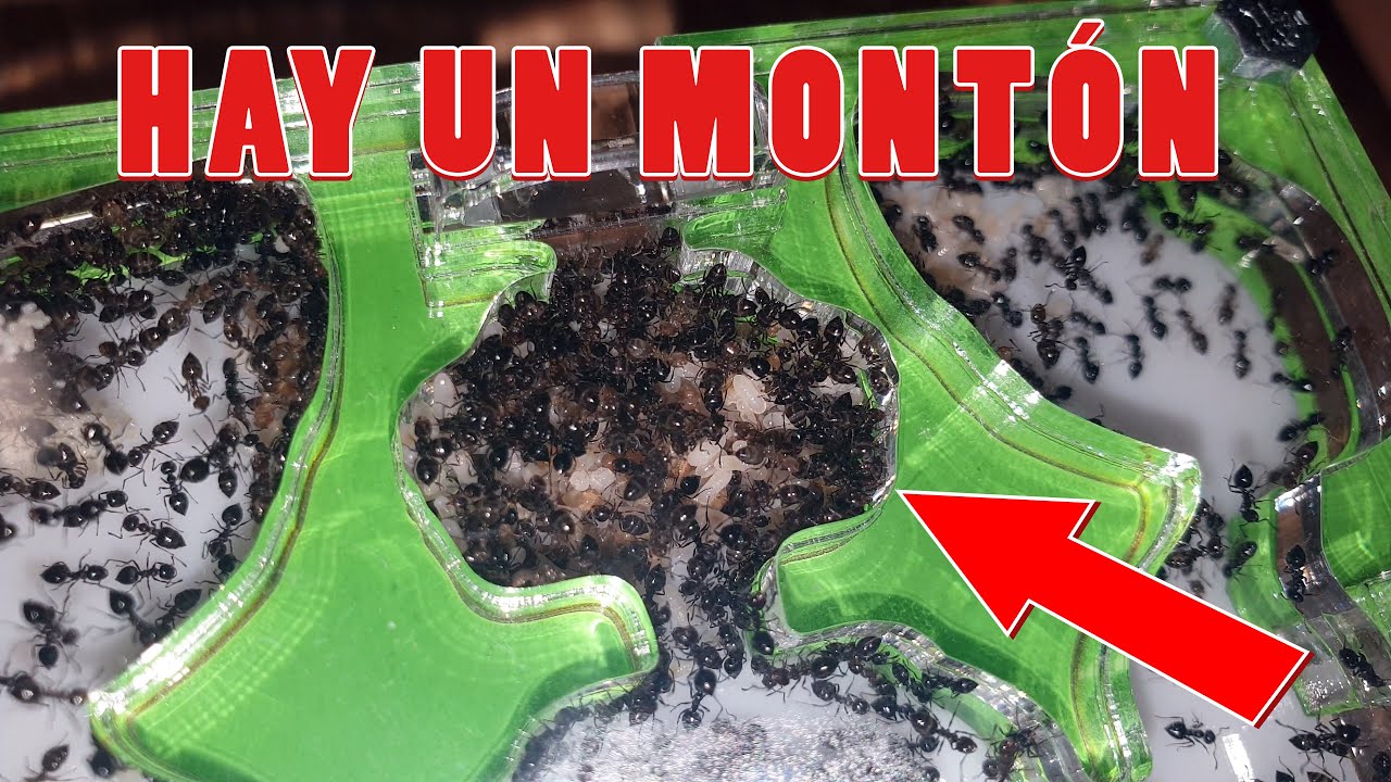 Esta será una COLONIA GIGANTE DE HORMIGAS + REGALOS | CREMATOGASTER AUBERTI