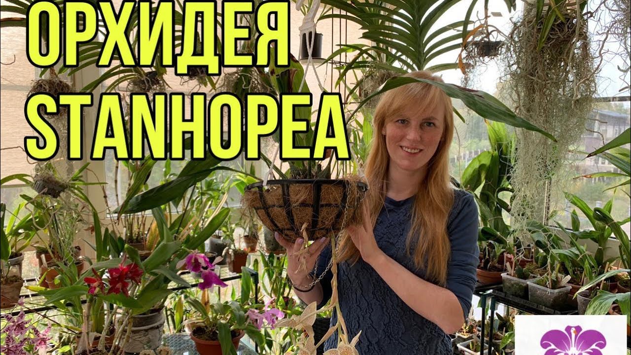 Орхидея Stanhopea