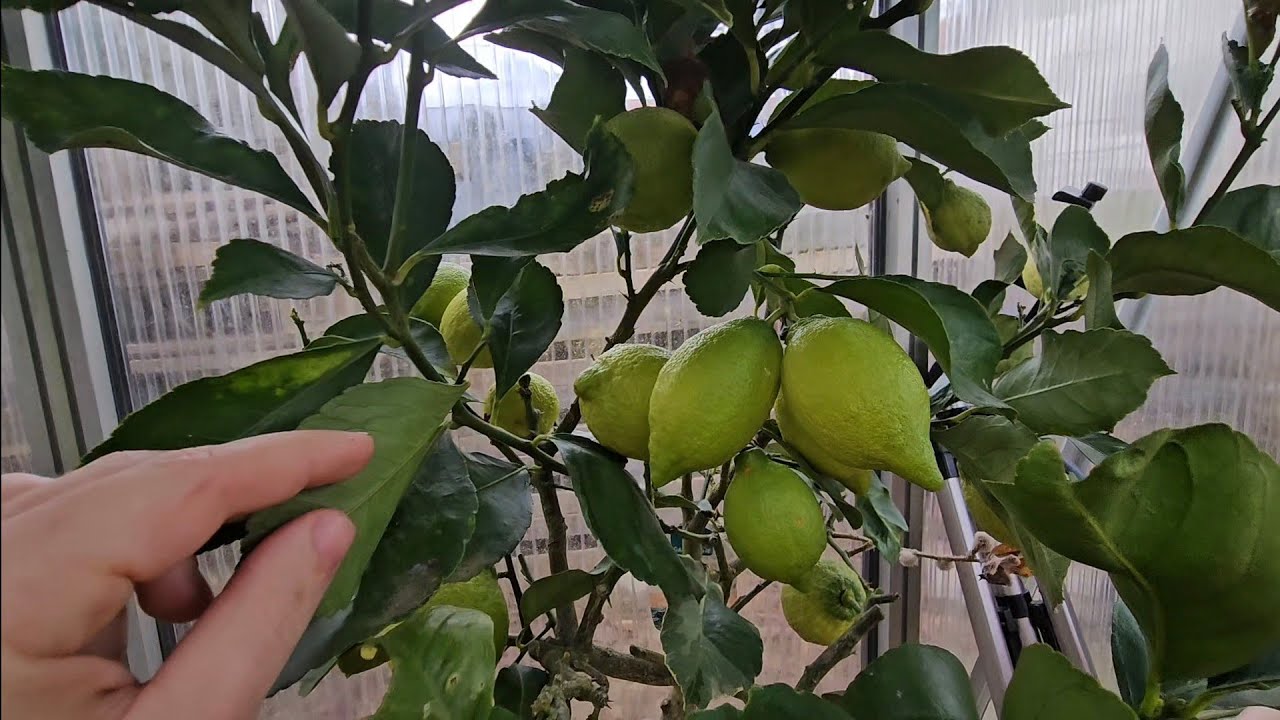 Diese Pflegefehler beim Zitronenbaum 🍋im Frühjahr unbedingt vermeiden. Pflege von Zitrus im Frühling