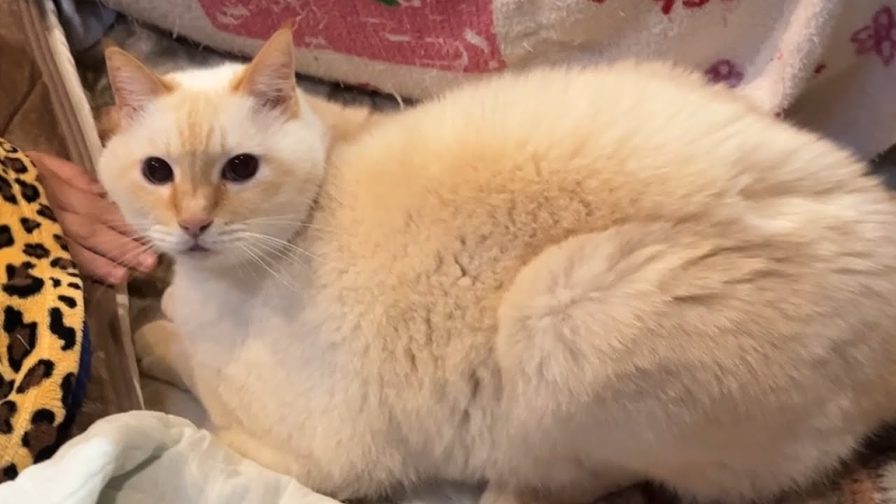 療法食が嫌な猫の食べたくないって訴えてる？姿が・・可愛くて・・でも食べてほしいんだけど・・